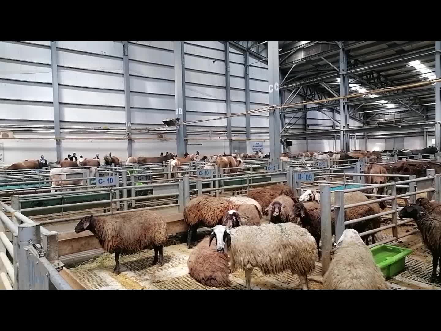 Erzurum'da Kurban Bayramı Öncesi Hayvan Pazarında Hareketlilik Başladı Erzurum'da Kurban Bayramı Öncesi Hayvan Pazarında Hareketlilik Başladı