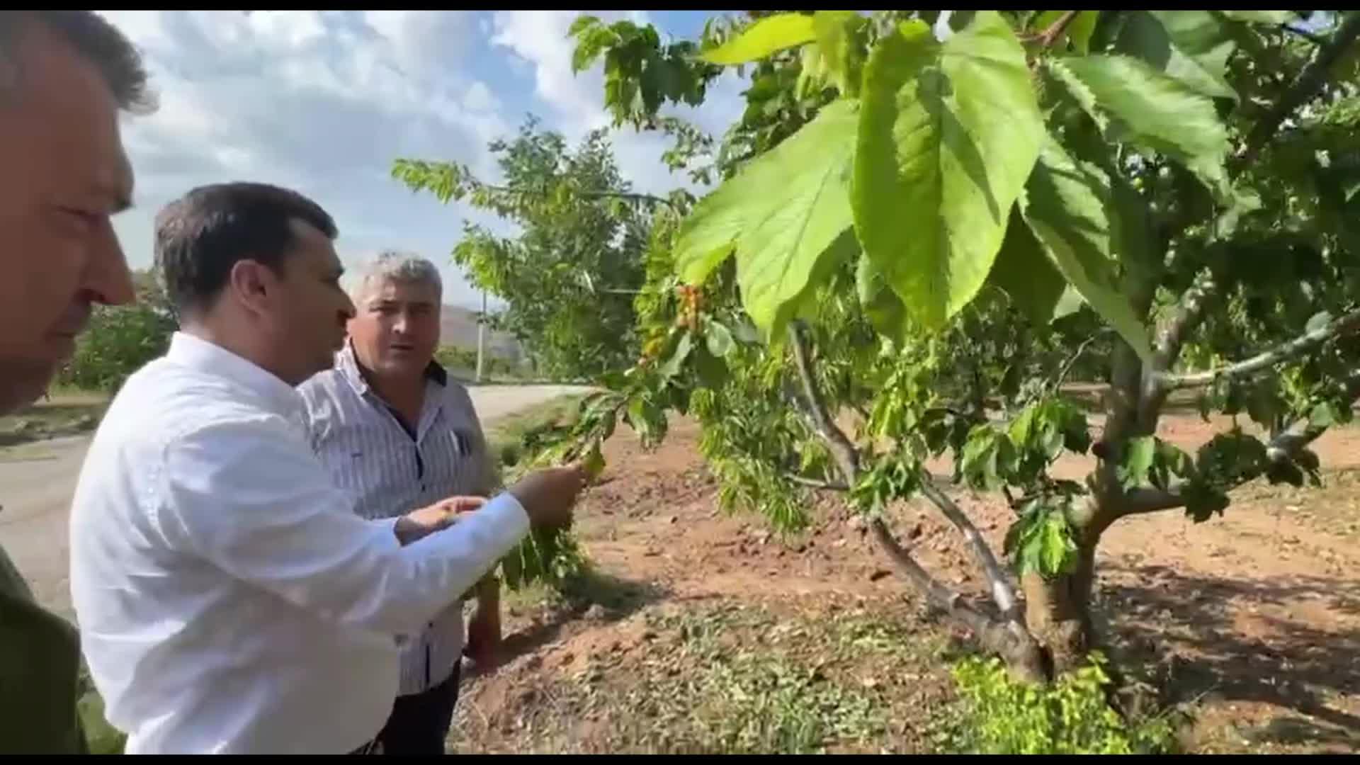 Manisa'da Dolu Felaketi: Çiftçiler Zarar Gördü ve Çaresiz Kaldı Manisa'da Dolu Felaketi: Çiftçiler Zarar Gördü ve Çaresiz Kaldı