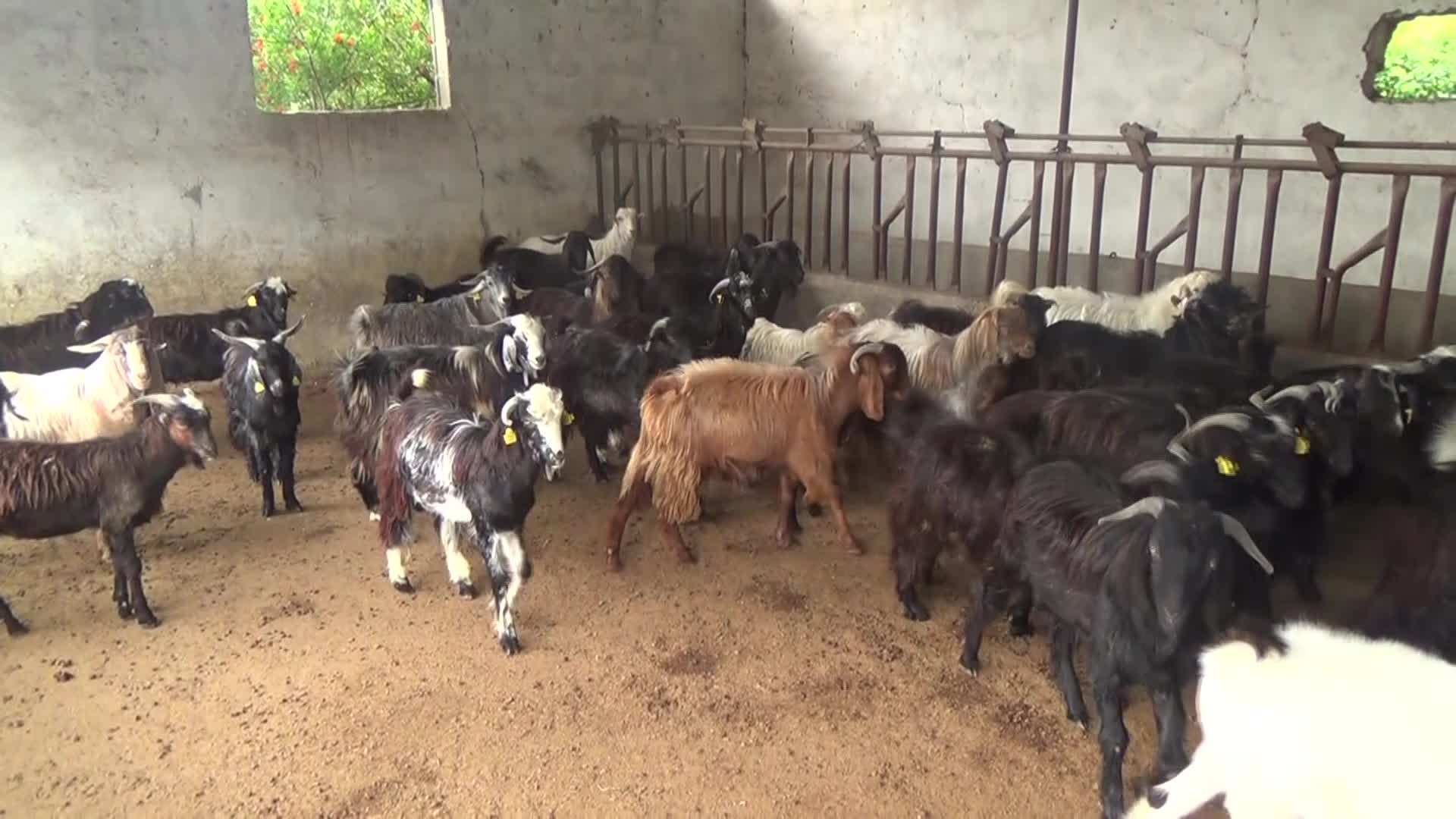 Osmaniye'de Besiciler Artan Maliyetlerden Şikayetçi: "Terk Edeceğiz Artık